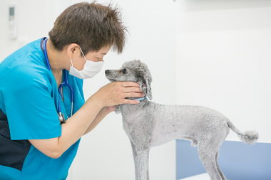 松阪市にあるスージー動物病院のスタッフ